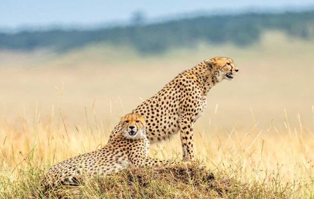 cheetah_safar_4A_121_2.jpg