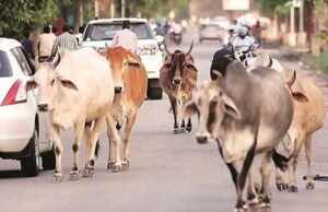 निराश्रित गौवंश संरक्षण के लिए राज्य सरकार की बड़ी पहल, गौधाम योजना का बढ़ रहा दायरा