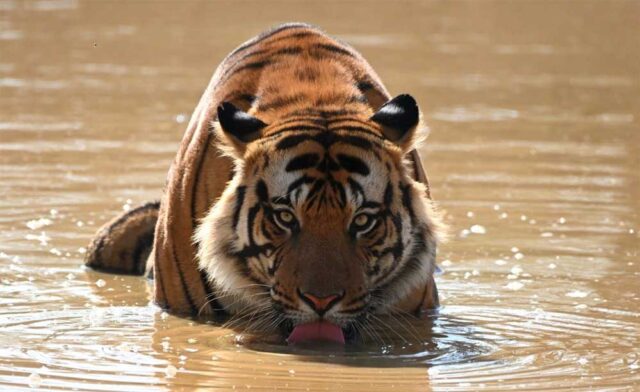 tIGER_01-1.jpg