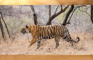 MP में ‘Cat-22’ का संकट! 8 महीने में 45 से ज्यादा बाघों की मौत, 50 इंसानों ने भी गंवाई जान
