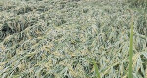 अलीगढ़ में बारिश-तेज हवा का कहर, धान की पकी फसल खेतों में बिछी