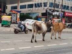 ग्वालियर की सड़कों पर आवारा गोवंश बना खतरा, चरनोई जमीनों से अतिक्रमण हटाने की मांग