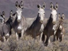 गधों ने कर दिया कमाल! 44 साल में रेगिस्तान को बना डाला हरा-भरा, लौट आई हरियाली