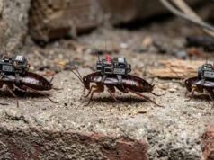 Cockroach Drone: इजरायल की रोबोटिक कीड़ों की रिसर्च, कॉकरोच ड्रोन पर हो रहा काम