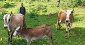 सेवा की कहानी : उन्नत नस्ल की गाय ने खोली अतिरिक्त आय की राह, आत्मनिर्भर बने सन्ना के ओम प्रकाश