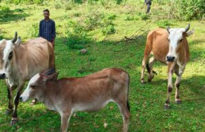 सेवा की कहानी : उन्नत नस्ल की गाय ने खोली अतिरिक्त आय की राह, आत्मनिर्भर बने सन्ना के ओम प्रकाश