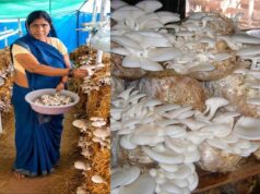 आत्मनिर्भरता की नई मिसाल- खेतों से मशरूम उत्पादन तक मिथिला दीदी ने लिखी सफलता की नई कहानी