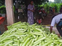 बिहान से बदली राह 35 महिला किसानों ने 600 क्विंटल सब्जी उगाकर लिखी सफलता की नई कहानी