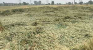 CM साय का भरोसा: बारिश से फसल नुकसान का होगा सर्वे, किसानों को मिलेगा मुआवजा