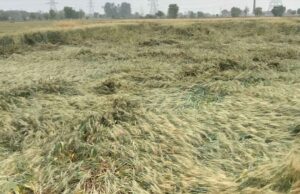 CM साय का भरोसा: बारिश से फसल नुकसान का होगा सर्वे, किसानों को मिलेगा मुआवजा