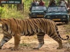 इंद्रावती टाइगर रिजर्व में अब वैज्ञानिक तरीके से होगी बाघों की निगरानी