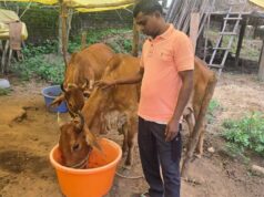 नस्ल सुधार ने बदली किसान विनोद की किस्मत, घर की बछिया बनी आर्थिक समृद्धि का आधार