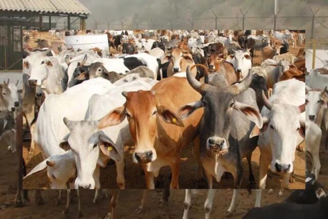 cow_141_2.jpg