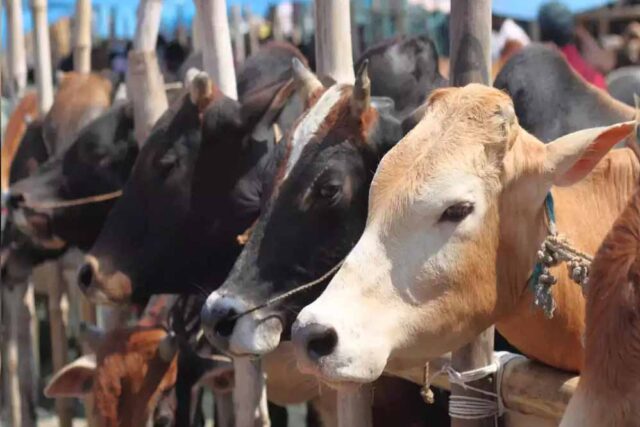 cow_cow_40_1-2.jpg