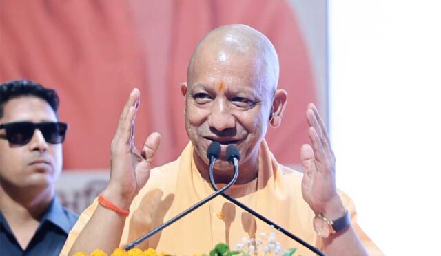 yogi-2.jpg