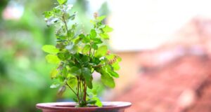 Tulsi Vastu Tips: घर की इस दिशा में भूलकर भी न रखें तुलसी, जानें सही जगह और जरूरी नियम