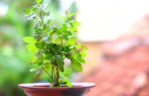 Tulsi Vastu Tips: घर की इस दिशा में भूलकर भी न रखें तुलसी, जानें सही जगह और जरूरी नियम