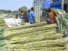 गन्ना किसानों के हित में बड़ा निर्णय: अब 425 रुपए प्रति क्विंटल की दर से होगी गन्ने की खरीदी