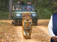 कान्हा एशिया का सबसे बड़ा नेशनल पार्क, वन्य प्राणियों के नैसर्गिंक जीवन निहारने एक बार कान्हा जरूर आएं : मुख्यमंत्री डॉ. यादव