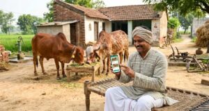 यूपी में पशुपालकों को बड़ी राहत, अब गुजरात-राजस्थान जाए बिना खरीद सकेंगे साहीवाल और गिर गाय