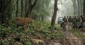 रणथंभौर की ‘मछली’ के बाद यूपी के जंगलों पर नल्ला मुथु की नजर, वन विभाग ने खोला नया प्लान