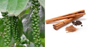 पचमढ़ी में अब होगी काली मिर्च और दालचीनी की खेती, किसानों को मिलेंगे पौधे