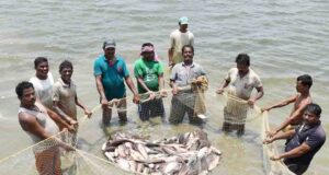 MP में मछली पालन को मिलेगा बढ़ावा, हलाली-इंदिरासागर डैम बनेंगे फिशरीज मॉडल