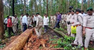 डिंडौरी में डेढ़ लाख पेड़ों की कटाई का लक्ष्य, अब तक सिर्फ 4516 पेड़ कटे