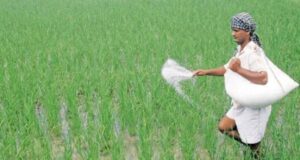 यूपी में रबी फसलों का उत्पादन बढ़ाने का लक्ष्य, किसानों को खाद-बीज और कृषि यंत्रों पर अनुदान