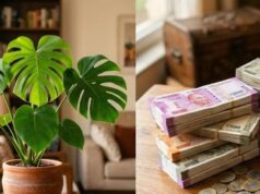 मॉन्स्टेरा का पौधा घर में किस दिशा में रखें? फेंगशुई के अनुसार धन और समृद्धि के लिए जानें सही जगह