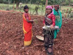लेमन ग्रास की खुशबू से महक रही आत्मनिर्भरता, जीपीएम की महिलाएं बढ़ रहीं ‘लखपति दीदी’ बनने की राह पर