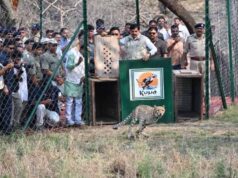 सागर के वीरांगना दुर्गावती टाइगर रिजर्व में आज 7 अक्टूबर को छोड़े जाएंगे 2 चीते, 439 हेक्टेयर में तैयार हुआ सुरक्षित ठिकाना
