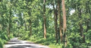 बालाघाट का लांजी जंगल बना वन्यजीवों का नया कॉरिडोर, छत्तीसगढ़ से हाथी और महाराष्ट्र से आ रहे बाघ