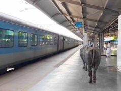₹450 करोड़ के रानी कमलापति स्टेशन पर भैंसों का डेरा, प्लेटफॉर्म पर गोबर से मचा हड़कंप