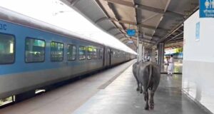 ₹450 करोड़ के रानी कमलापति स्टेशन पर भैंसों का डेरा, प्लेटफॉर्म पर गोबर से मचा हड़कंप