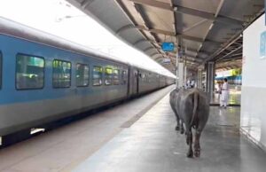 ₹450 करोड़ के रानी कमलापति स्टेशन पर भैंसों का डेरा, प्लेटफॉर्म पर गोबर से मचा हड़कंप