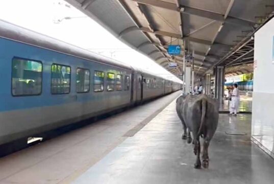 ₹450 करोड़ के रानी कमलापति स्टेशन पर भैंसों का डेरा, प्लेटफॉर्म पर गोबर से मचा हड़कंप