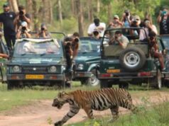 बांधवगढ़ में पर्यटकों की धूम, 8 दिन में 4598 सैलानियों ने की जंगल सफारी; बाघों के करीब से दीदार