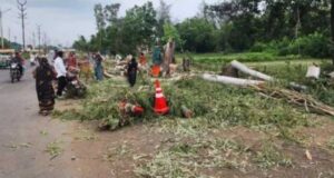 6911 पेड़ काटे, पौधे लगाने में फेल भोपाल नगर निगम! NGT ने लगाई फटकार, एक माह में मांगी रिपोर्ट