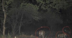 रिजर्व में बाघों की संख्या बढ़कर हुई 11, इनमें 6 का जन्म हुआ माधव टाइगर रिजर्व में