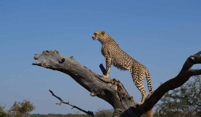 cheetah_47_4-1.jpg