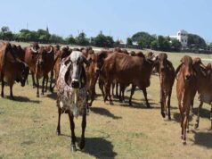 योगी सरकार में गोवंश संरक्षण को मिला आर्थिक संबल, मंडी परिषद का बजट नौ वर्षों में 15 गुना से अधिक बढ़ा