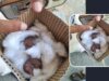 गिलहरी के बच्चों को बचाने 15 किमी दूर पहुंचे गंगा सिंह