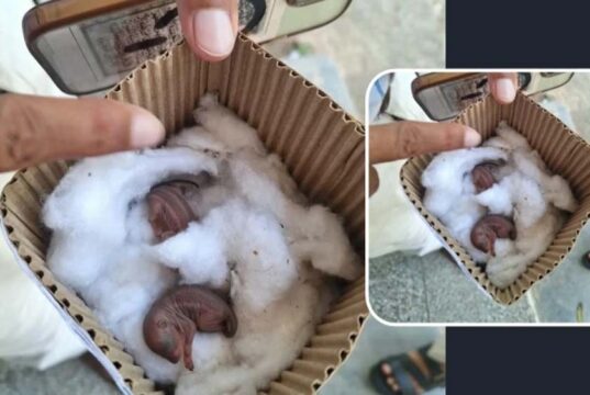 गिलहरी के बच्चों को बचाने 15 किमी दूर पहुंचे गंगा सिंह