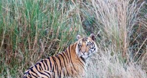 शहडोल के वन बाघों और हाथियों के लिए नेचुरल कॉरिडोर— 4 टाइगर रिजर्व्स को जोड़ने में अहम भूमिका