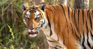वीरांगना दुर्गावती टाइगर रिजर्व में बढ़ा बाघों का कुनबा, बाघिन N-6 ने दिए 4 शावकों को जन्म