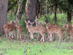 बफर जोन में वन्यजीव पर्यटन का बढ़ रहा आकर्षण