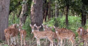 बफर जोन में वन्यजीव पर्यटन का बढ़ रहा आकर्षण